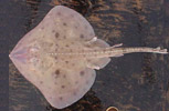 Aleutian skate